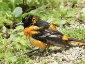 Baltimore Oriole  " after the bath "