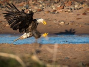 Eagleâ€™s Strike