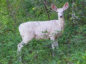 White Deer