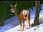 White tail deer - Gatineau Park