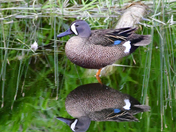 Blue Winged Teal