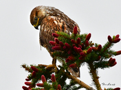 Red Tailed Hawk