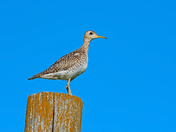 Shorebird in an ocean of grass