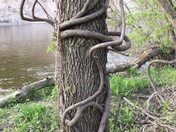 Tangled tree