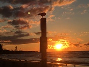 Seagull enjoying the lightning 