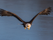 Bald Eagle - Gangway!