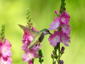 Ruby Throated Hummingbird