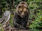 A Walk Through The Forest