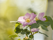 Wild Rose of Alberta
