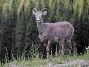 Mountain sheep