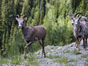 A trio of female mountain sheep