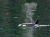 Orca from the Ferry