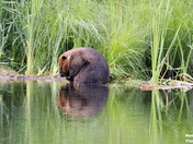 Beaver at the Marsh 