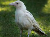 The Uncommon Common Crow