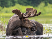 Spring Bull Moose