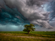 The Saskatchewan Tree
