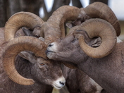Ram Huddle