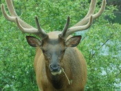 Elk in Velvet