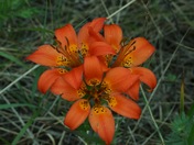 Wood Lily