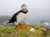 Up Close and Personal