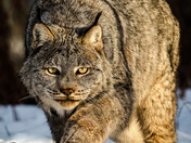 lynx on the prowl