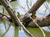 and the turtles go marching on on and on!