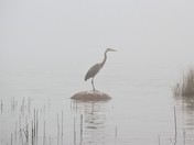 Great Blue Heron in the morning mist