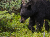 juvenile black bear 