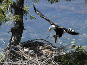 Eagles Vancouver Island