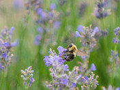 Honeybee in Meadow
