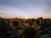 Sunflower Field