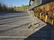 Assiniboine Forest, Winnipeg