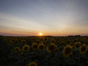 Sunflower Sunset