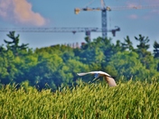 Great egret and cranes.