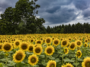 Waves of Undulating Sunflowers