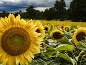 Sunflower Close-Up