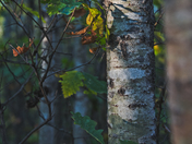 The tree bark (Assiniboine Forest, Winnipeg)