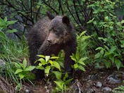 Curious Grizzly Cub