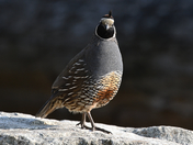 California Valley Quail