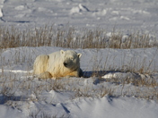 A Polar Bear lying down between grass