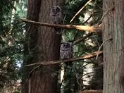 Banshee of the Forest