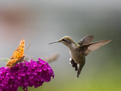 Hummingbird and Butterfly