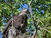 Ferrugenous Hawk Fledgling
