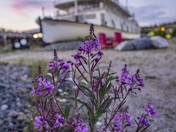 Fireweed Sunset