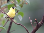 Visitor in the backyard