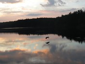 Heron landing during Sunset