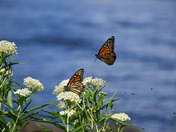 Beautiful colorful creatures