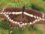 Giant Swallowtail
