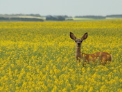 Deer in Canola