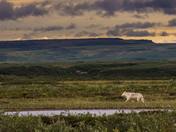 Wolf in the summer tundra-1270515